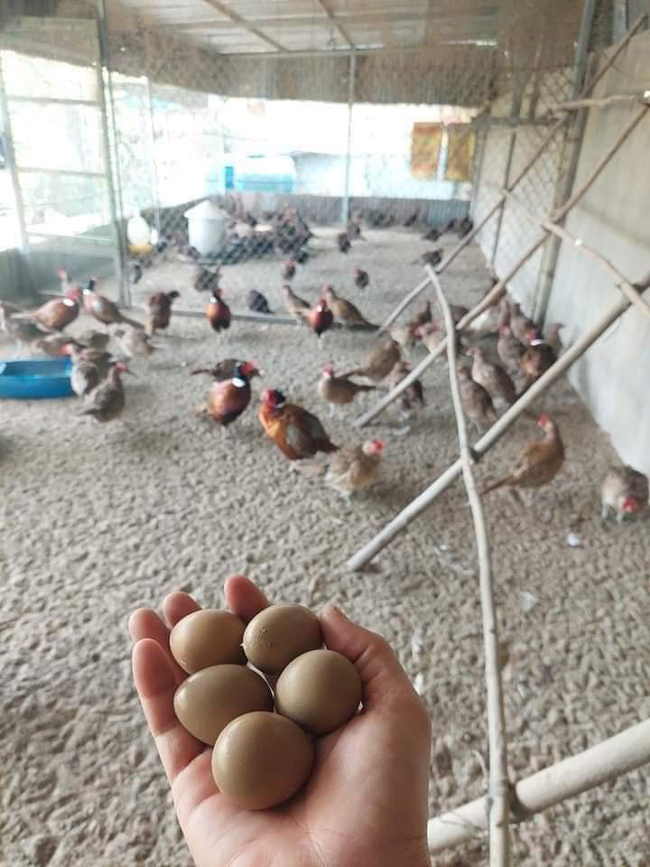 Sản Phẩm trứng chim trĩ